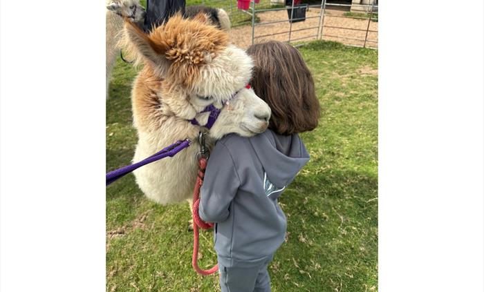 Admirals View Alpacas